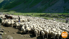 Далеко, далеко на лугу пасутся... кто? Доброе утро. Фрагмент 