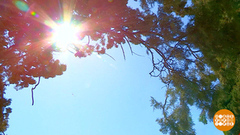 Какого цвета солнце? Доброе утро. Фрагмент