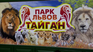 Директор парка «Тайган», на которого напал лев, внесен в базу «Миротворец»*