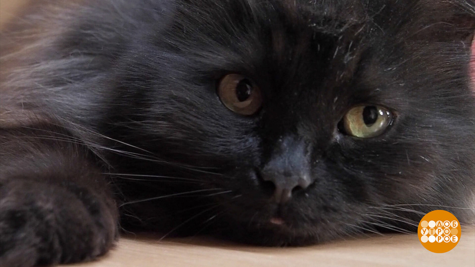 Котики — на все лапы мастера! Доброе утро. Фрагмент выпуска от 24.06.2025