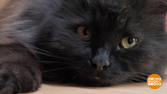 Котики — на все лапы мастера! Доброе утро. Фрагмент 