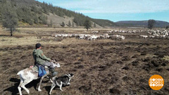 Мой дом — тундра. Доброе утро. Фрагмент 