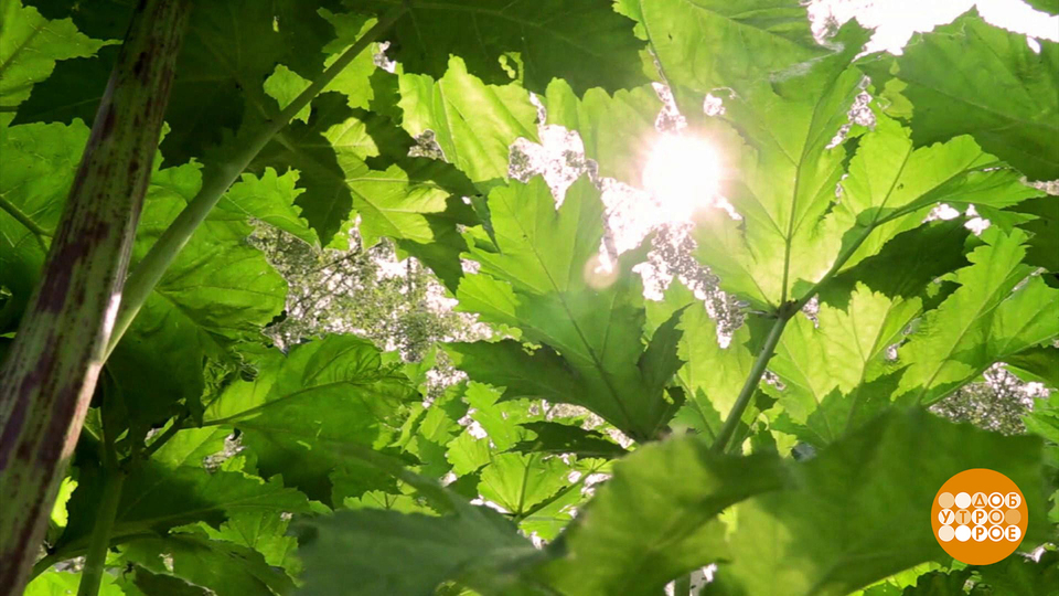 Борщевик, убирайся! Доброе утро. Фрагмент выпуска от 25.06.2025