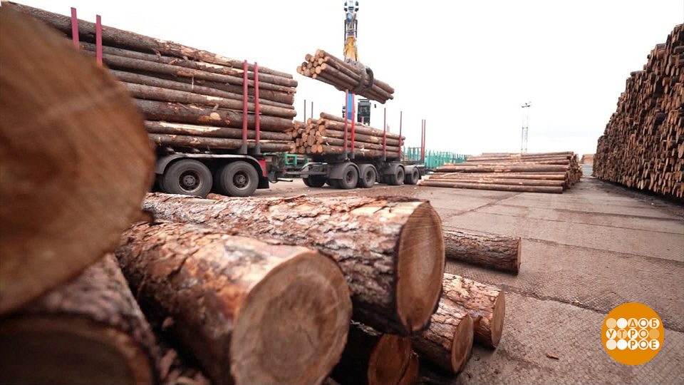 Расти большой, северный лес! Доброе утро. Фрагмент выпуска от 26.06.2025