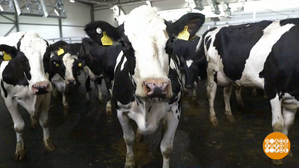 Наши коровы морозов не боятся! Доброе утро. Фрагмент выпуска от 26.06.2025