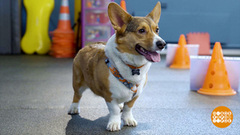 Веселое «ралли» для собак и их хозяев. Доброе утро. Фрагмент 