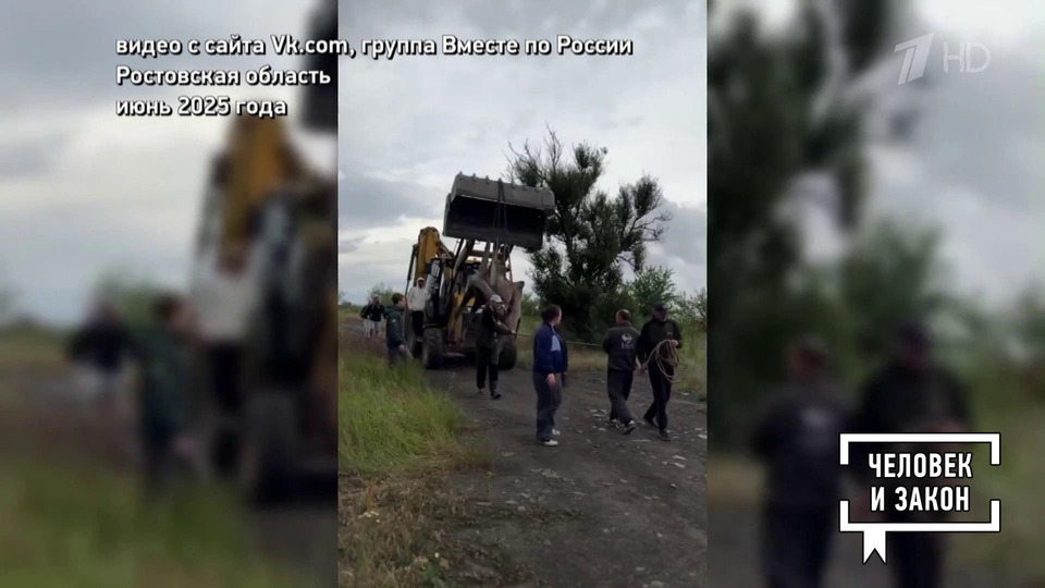Видео недели. Верблюд, суслики и комары. Человек и закон. Фрагмент выпуска от 27.06.2025
