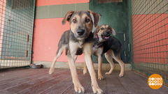 Собаке нужен дом! Доброе утро. Фрагмент 