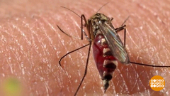 Кто-то прилетел и укусил. Что делать? Доброе утро. Фрагмент