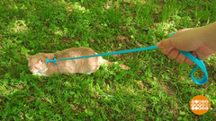 Котик, гуляй сам по себе! Но на шлейке... Доброе утро. Фрагмент