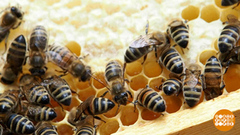 Пчелка, дай молочка! А еще перги и прополиса... Доброе утро. Фрагмент 