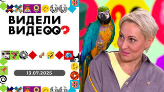 Свинья-путешественница, кот Персик, спасенный попугай, серенада под окном и собака-поводырь. Видели видео? 