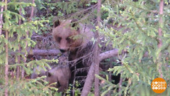 Мишки, мы вас не звали! Доброе утро. Фрагмент 