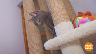 Котик, дай поспать! Доброе утро. Фрагмент 