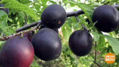 Выбираем спелые сливы. Доброе утро. Фрагмент 