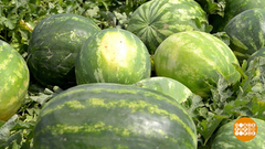 Арбузы: вести с бахчей. Доброе утро. Фрагмент 