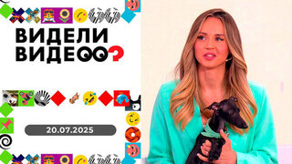 Попугай-террорист, кот-циник, йога с левреткой. Видели видео? 