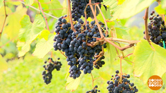 Виноград: на цвет и на вкус… Доброе утро. Фрагмент