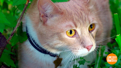 Котик, вернись, я все прощу! Доброе утро. Фрагмент