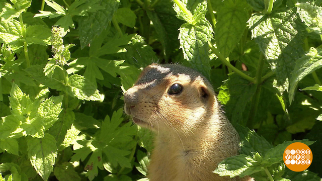 Понаехали тут... бобры и суслики. Доброе утро. Фрагмент 