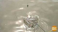 Плотва плывет на сладенькое. Доброе утро. Фрагмент 