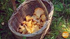 Охотимся на лисичек. Только тихо… Доброе утро. Суббота. Фрагмент 