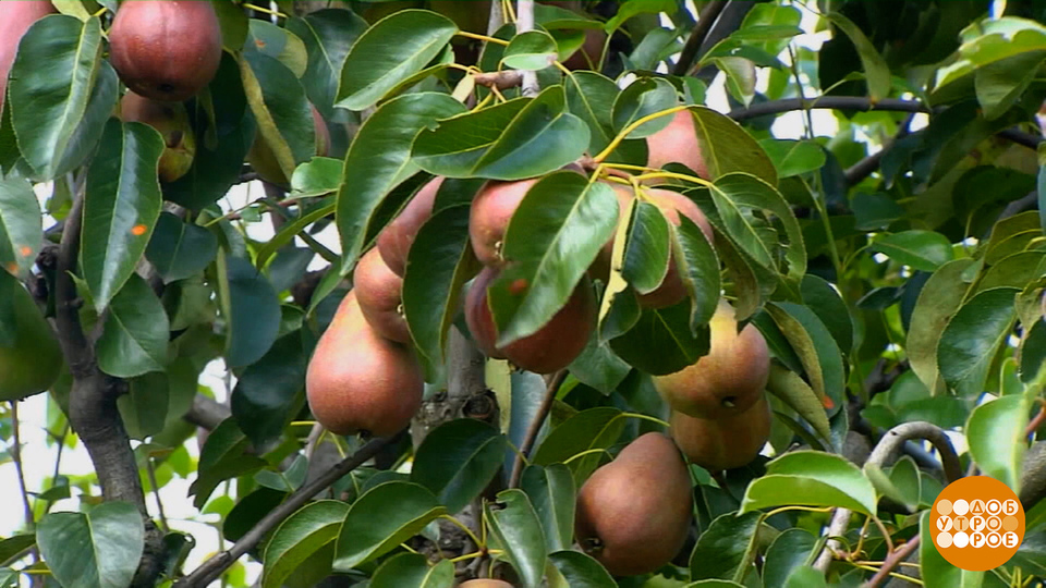 Выбираем груши, да послаще. Доброе утро. Фрагмент выпуска от 28.07.2025
