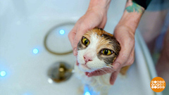 Кошки в жару: брить нельзя, купать! Доброе утро. Фрагмент 