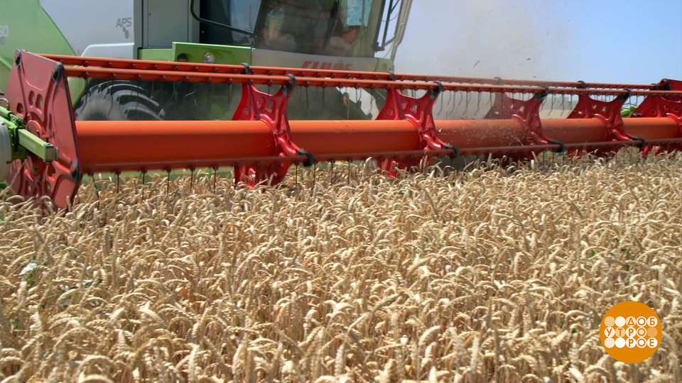 Хлеба хватит на всех! Доброе утро. Фрагмент выпуска от 29.07.2025