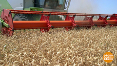 Хлеба хватит на всех! Доброе утро. Фрагмент 