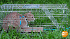 Котик, не теряйся, полезай в котоловку! Доброе утро. Фрагмент 