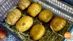 Яблоко картошке — не товарищ? Доброе утро. Фрагмент