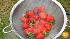 Переели клубники? Мята поможет! Доброе утро. Фрагмент 