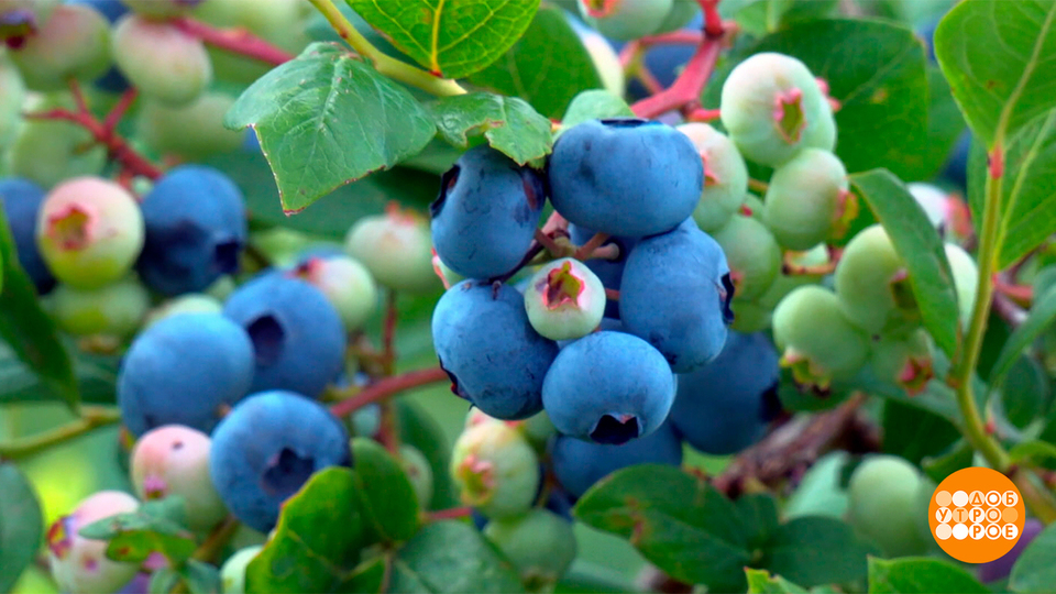 Голубика: синяя — не значит сладкая? Доброе утро. Фрагмент выпуска от 05.08.2025 на Первом канале // 5 августа 2025 Первый // смотреть Голубика: синяя — не значит сладкая? Доброе утро. Фрагмент выпуска от 05.08.2025 online без регистрации