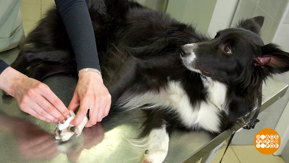 Если собака поранила лапу. Доброе утро. Фрагмент выпуска от 05.08.2025