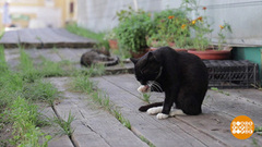 Усатые и хвостатые обитатели Нило-Столобенского монастыря. Доброе утро. Фрагмент 