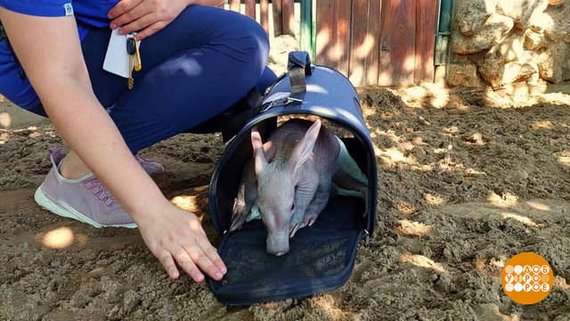 В зоопарках — пополнение: сплошное ми-ми-ми! Доброе утро. Фрагмент