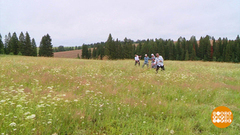 Август. Поле. Сенокос... Доброе утро. Фрагмент 