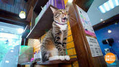 Котики, мы вас понимаем! Доброе утро. Фрагмент