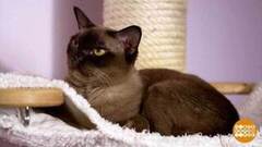 Кошки — это просто праздник! Доброе утро. Фрагмент