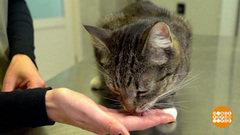 Кошка, прими таблетку! Доброе утро. Фрагмент