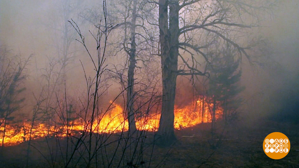 Почему горят леса? Доброе утро. Фрагмент выпуска от 12.08.2025
