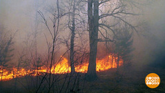 Почему горят леса? Доброе утро. Фрагмент