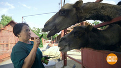 Куда пристроить излишки урожая? Можно в зоопарк! Доброе утро. Фрагмент 