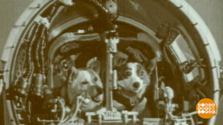 Вокруг Земли за 25 часов: как Белка и Стрелка покоряли космос. Доброе утро. Фрагмент 