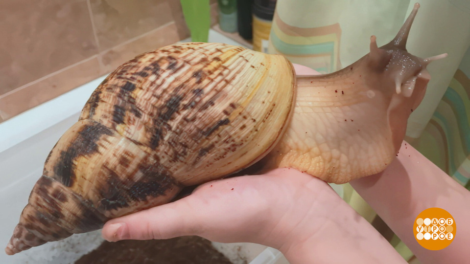 От улитки хмурый день светлей… Доброе утро. Фрагмент выпуска от 20.08.2025