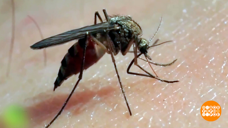 Антипраздник: зачем отмечают День комара? Доброе утро. Фрагмент выпуска от 20.08.2025