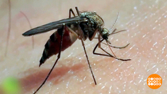 Антипраздник: зачем отмечают День комара? Доброе утро. Фрагмент