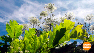 Борщевик и нейросеть: кто кого? Доброе утро. Фрагмент 