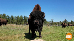 Бизоны в Якутии: а им комфортно? Доброе утро. Фрагмент выпуска от 25.08.2025